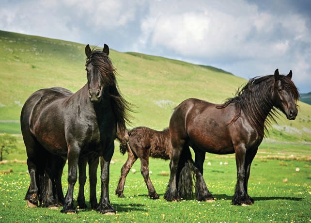 THE FABULOUS FELL | Pony Magazine PONY Magazine – January 2026