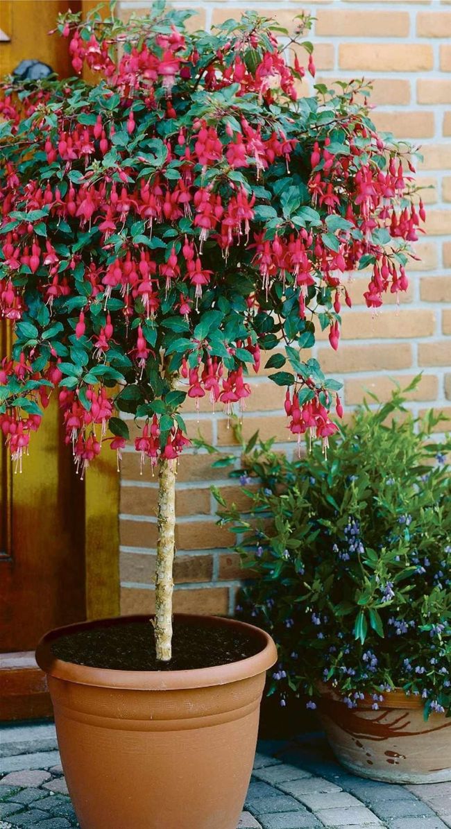 Fuchsia trees | BBC Gardeners’ World Magazine April 2025
