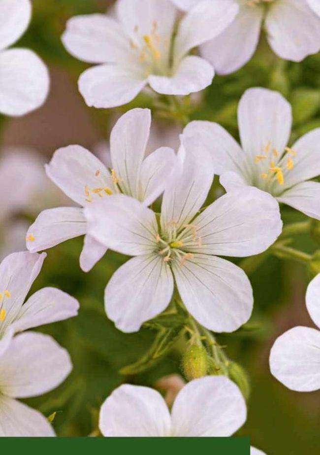 Geranium Collections HARDY GERANIUM COLLECTION | BBC Gardeners’ World Magazine Mar-26