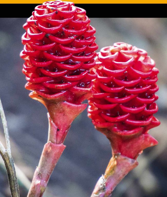 SHAMPOO GINGER LILY | BBC Science Focus Magazine June 2023
