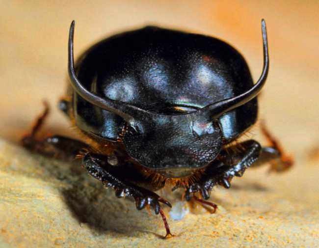 Strangest Insecy WHAT IS THE STRONGEST INSECT ON EARTH? | BBC Science Focus Magazine ...