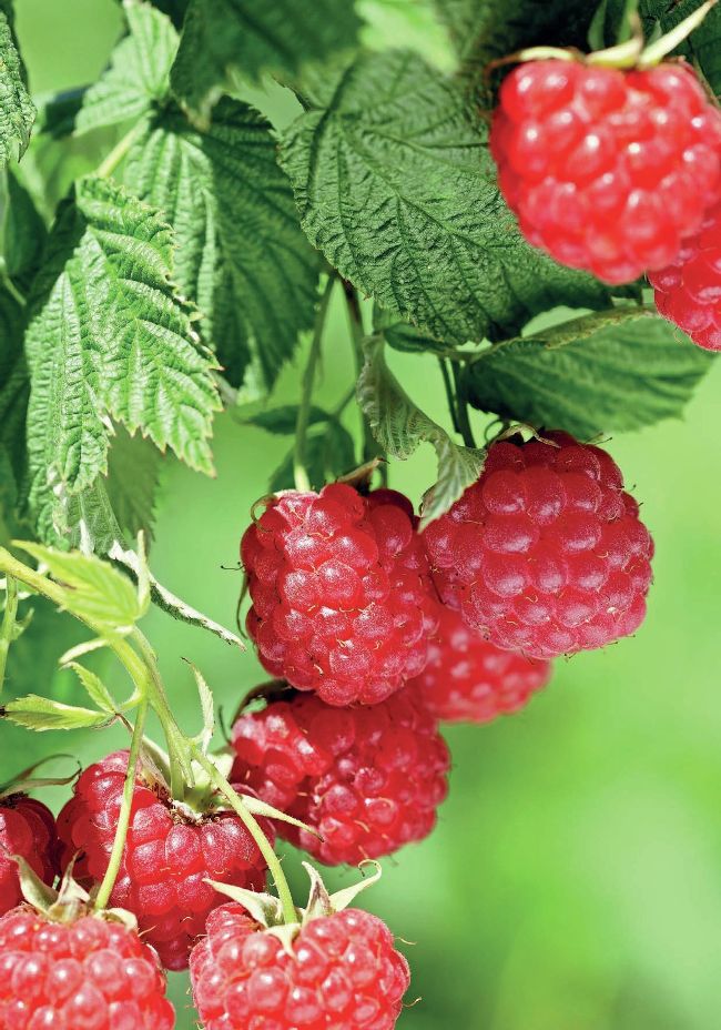 THE RIGHT START WITH RASPBERRIES | Kitchen Garden Magazine December 2025