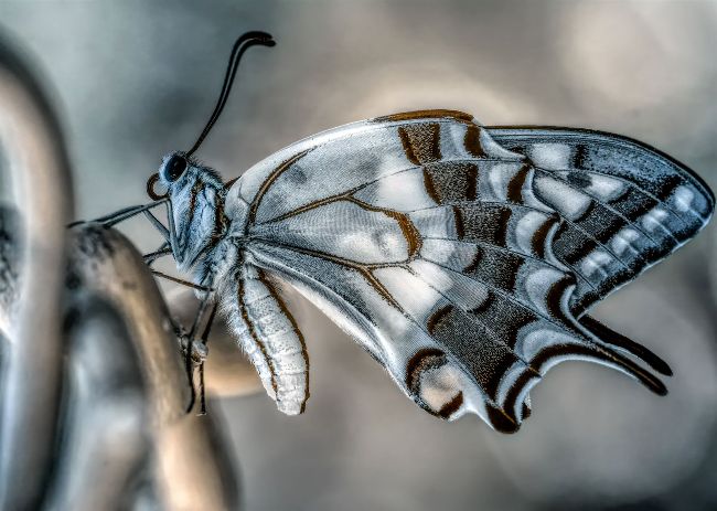 Infrared insects | N-Photo November 2021