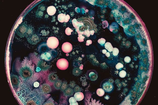 Microbiy Shell Microbiology in your pocket | How It Works Issue 200