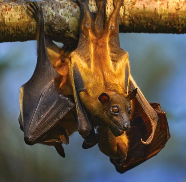 Do all bats use ultrasound? | How It Works Issue 211