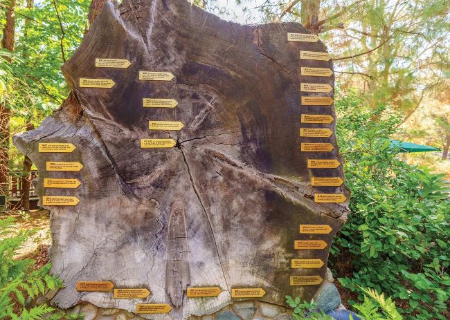 THE MILLENNIUM TREE | WDW Magazine DLR Magazine Summer 2025