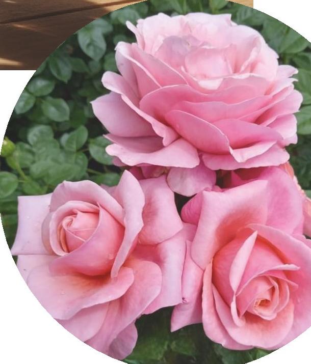It’s all coming up roses | Saga Magazine May 26