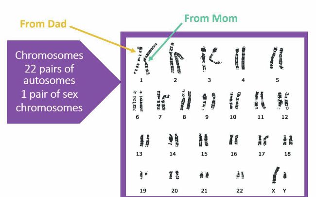 BEGINNER’S GUIDE: Discover the science behind YOUR DNA TEST | Family ...