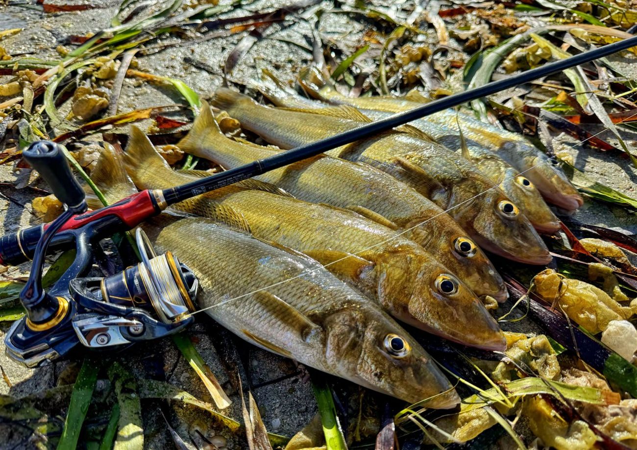 THE GOOD OIL ON YELLOWFIN | Pocketmags.com - South Australian Angler