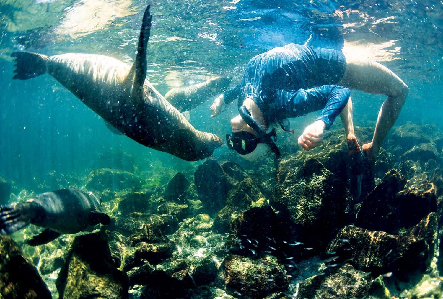 SWIMMING THE GALAPAGOS | Pocketmags.com