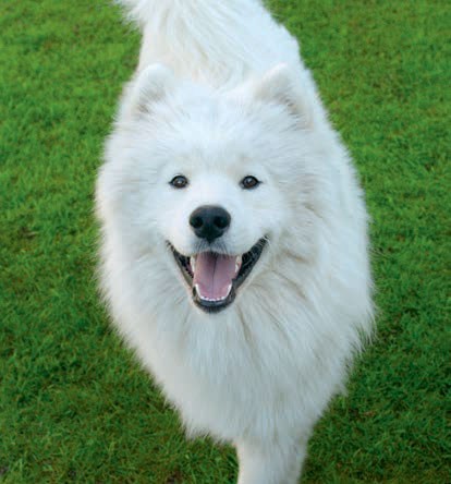 THE SMILING SAMOYED | Pocketmags.com