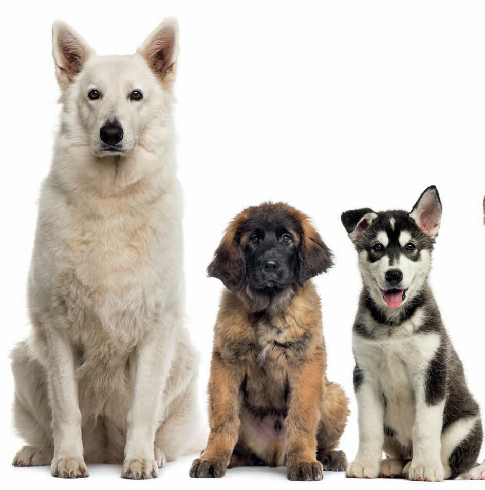 Do you KNOW your dog? | Pocketmags.com