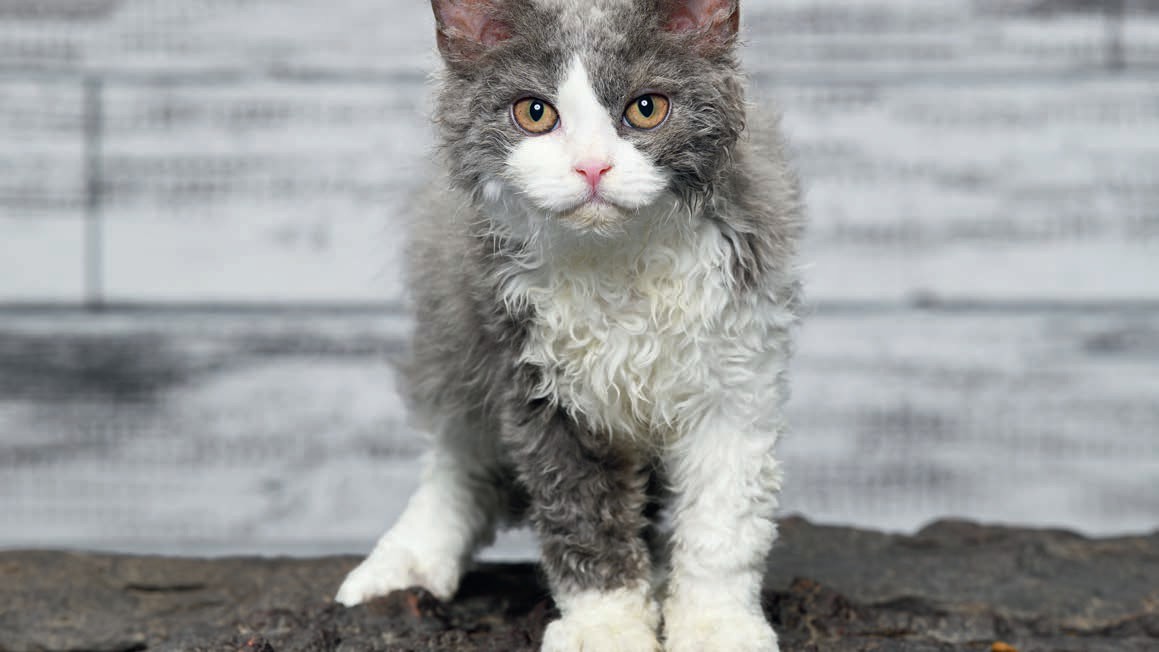 CAT BREED INDEX: SELKIRK REX | Pocketmags.com