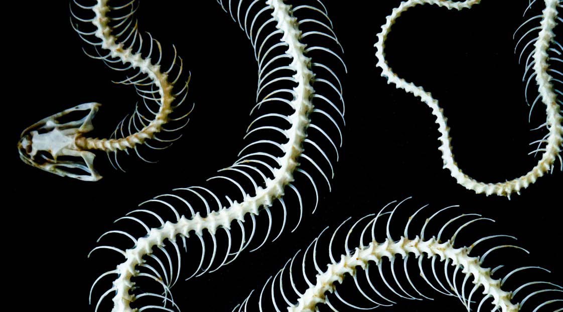 The digestive system of snakes | Pocketmags.com