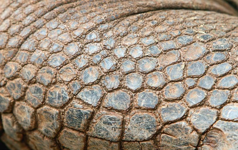 Reptile skin and its care | Pocketmags.com