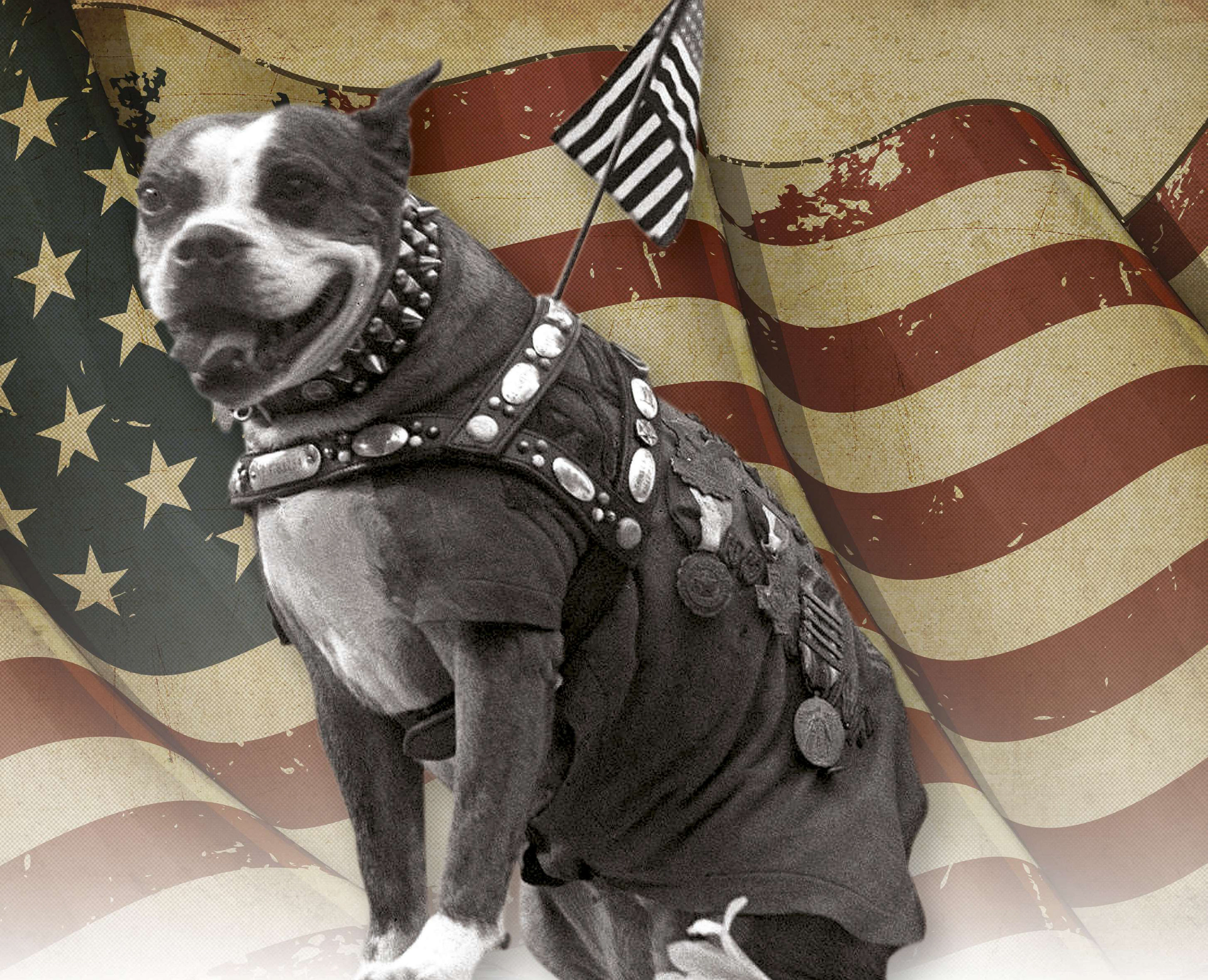 SERGEANT STUBBY AMERICA’S MOST DECORATED WAR DOG | Pocketmags.com