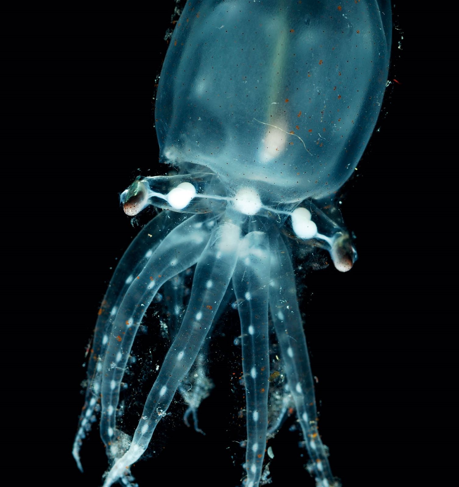 Elusive Glass Octopus Spotted In Remote Pacific