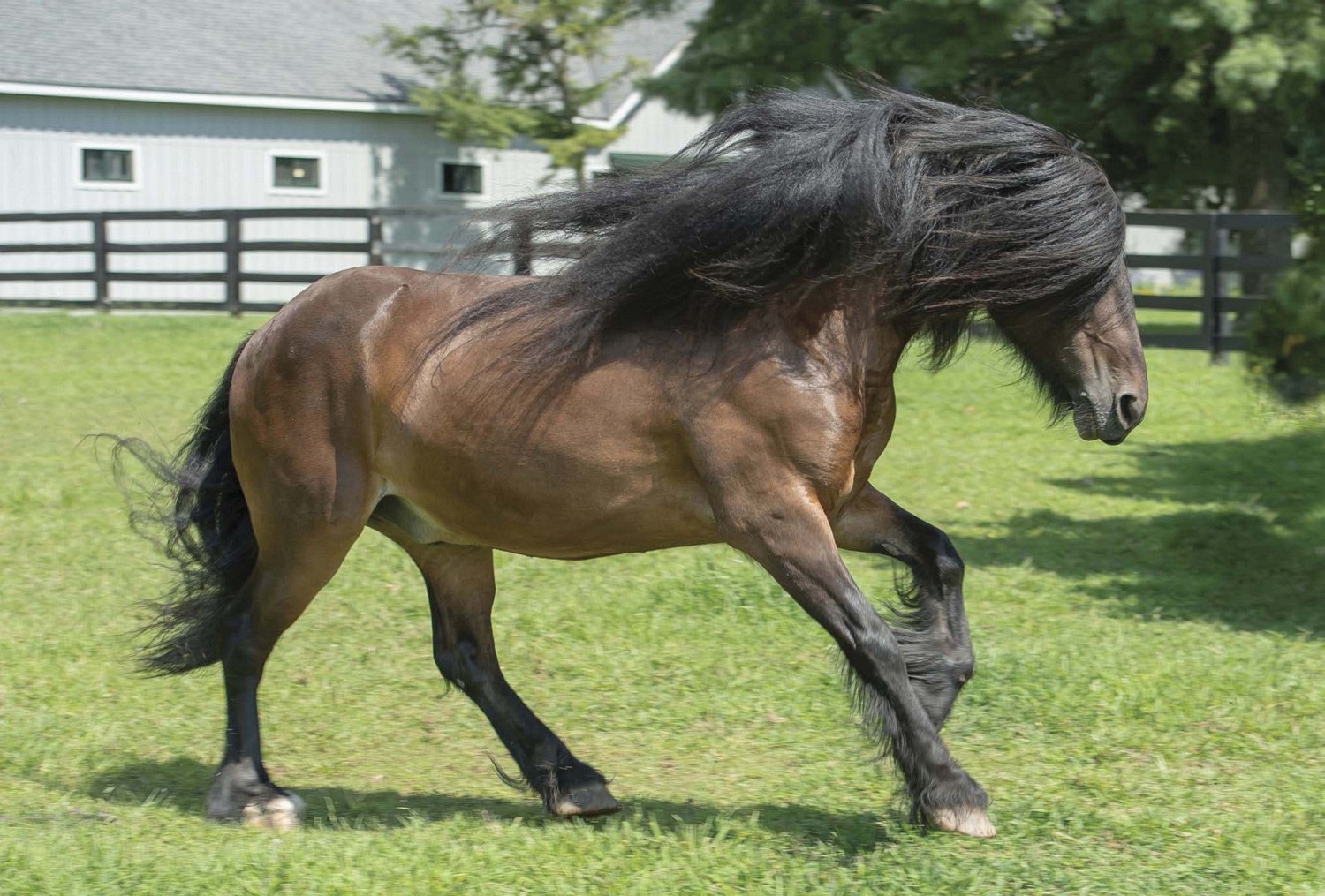 British Native Ponies | Pocketmags.com