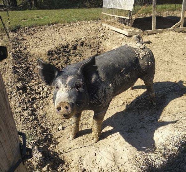 Accidental Pig Farmers Pocketmags Com