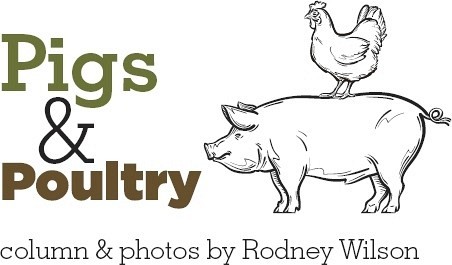 Accidental Pig Farmers Pocketmags Com